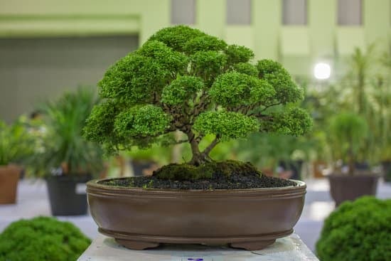 Come Dare Forma Al Bonsai Ficus Mondo Bonsai