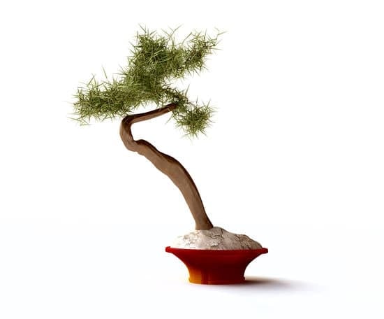 Quando Trapiantare Un Bonsai Mondo Bonsai