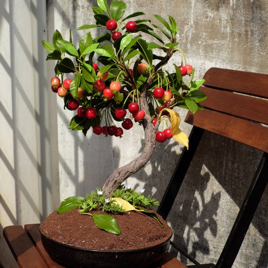 Perch Cadono Le Foglie Al Bonsai Mondo Bonsai