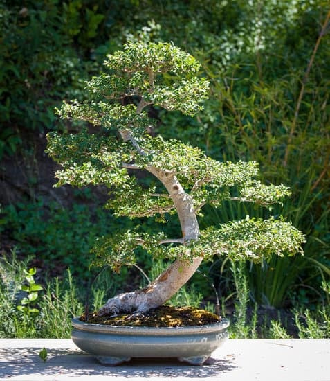 Come Si Coltiva Un Bonsai Mondo Bonsai