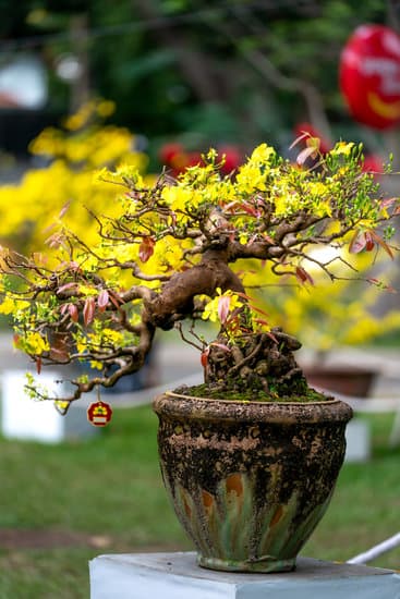 Come Curare Bonsai Ficus Ginseng Mondo Bonsai