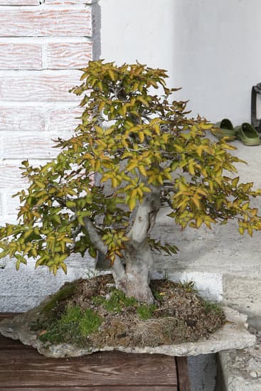 Come Piantare Un Bonsai Mondo Bonsai