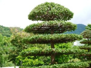 Come Fare Un Bonsai Finto Mondo Bonsai