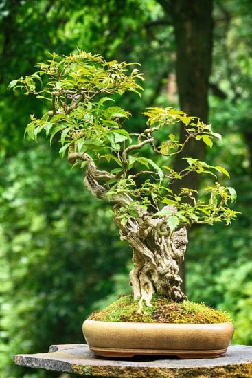 Come Fare Un Bonsai Di Pino Dal Seme Mondo Bonsai