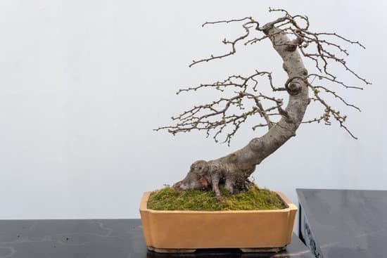 Come Fare Un Bonsai Di Rosa Mondo Bonsai