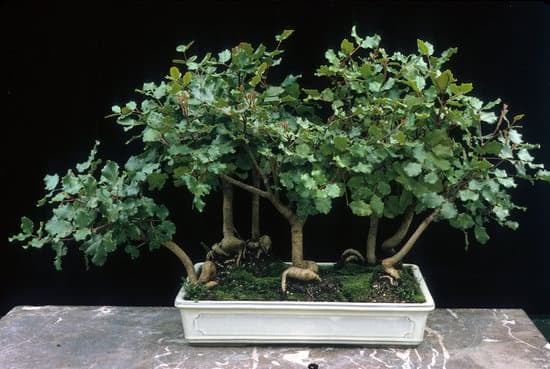 Come Fare Un Bonsai Di Albicocco Mondo Bonsai