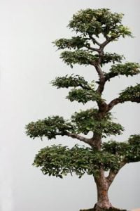 Come Curare Un Bonsai Di Ficus Benjamin Mondo Bonsai