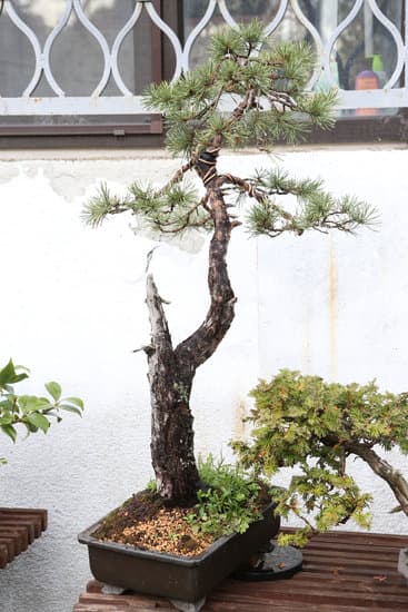 Come Cambiare La Terra Al Bonsai Mondo Bonsai