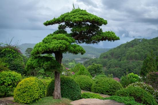 Come Coltivare I Bonsai Mondo Bonsai