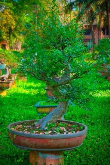 Come Curare Una Pianta Di Bonsai Mondo Bonsai