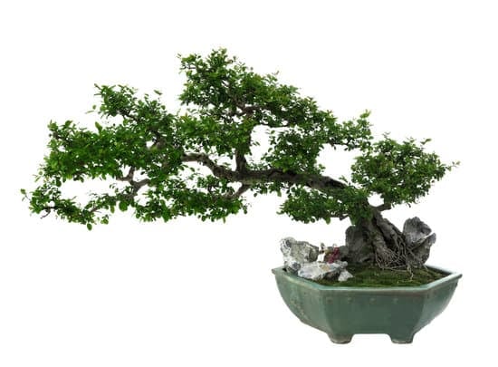 Bonsai Ficus Ginseng Cura Mondo Bonsai