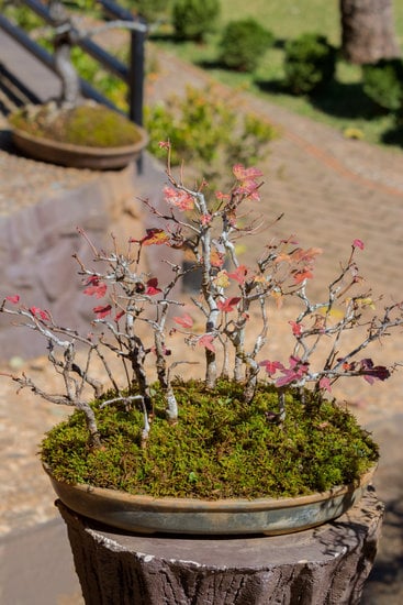 Come Fare Un Bonsai Di Salice Piangente Mondo Bonsai