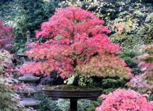 Come Fare Un Bonsai Mondo Bonsai