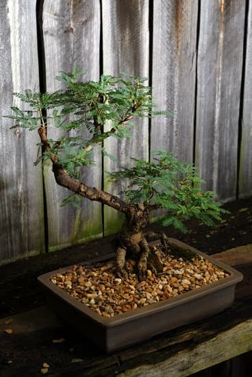 Come Innaffiare Le Piante Bonsai Mondo Bonsai