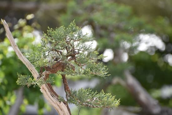 Come Fare Un Bonsai Di Abete Mondo Bonsai