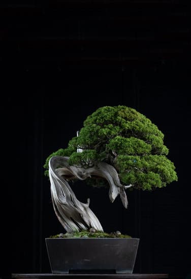 Zelkova Serrata Bonsai Mondo Bonsai