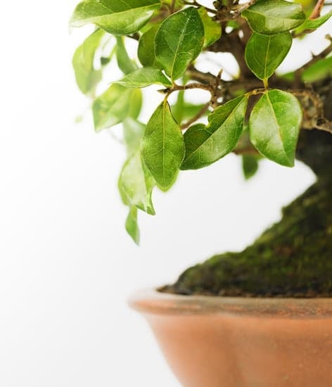 Come Fare La Curva Ad Un Bonsai Mondo Bonsai