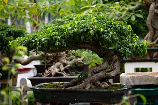 Come Fare Bonsai Ficus Mondo Bonsai