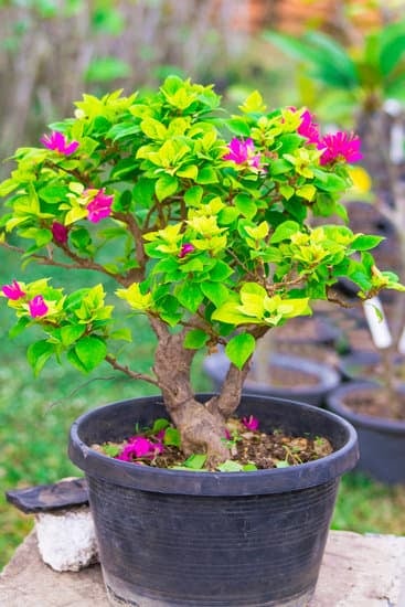 Come Si Curano I Bonsai Ficus Mondo Bonsai