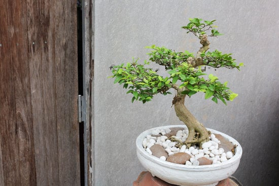 Come Innaffiare Bonsai Ginepro Mondo Bonsai