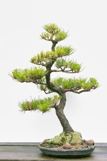 Come Si Usa Il Concime Liquido Per Bonsai Mondo Bonsai