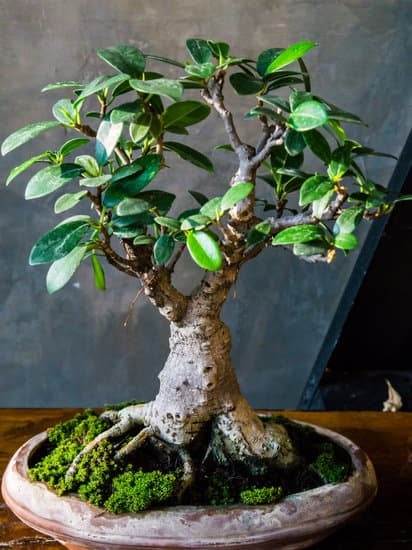 Il Bonsai B&B Roma | Mondo Bonsai