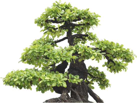 Come Scegliere Il Concime Per Bonsai Ficus Mondo Bonsai